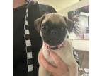 Pug Puppy for sale in Palm Bay, FL, USA