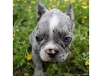 French Bulldog Puppy for sale in Green Forest, AR, USA