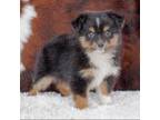 Miniature Australian Shepherd Puppy for sale in Port Richey, FL, USA