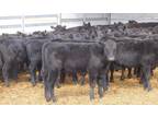 Holsteins, Angus, Jerseys, Brahmans as well as other Breeds for Sale
