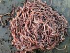 Redworms for Sale