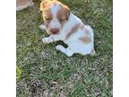 Brittany Puppy for sale in Juliette, GA, USA