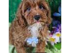 F1b Cavapoo Male #4