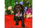 Cavapoo Puppy for sale in Princeton, KY, USA
