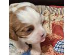 Cavalier King Charles Spaniel Puppy for sale in Greenfield, MO, USA
