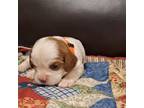 Cavalier King Charles Spaniel Puppy for sale in Greenfield, MO, USA