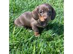 Dachshund Puppy for sale in Nathalie, VA, USA