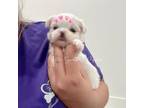 Maltese Puppy for sale in Homestead, FL, USA