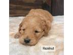 Goldendoodle Puppy for sale in Taylorsville, NC, USA