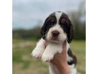 English Springer Spaniel Puppy for sale in Rogersville, AL, USA