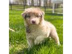 Australian Shepherd Puppy for sale in Gap, PA, USA