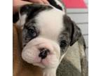 Olde English Bulldogge Puppy for sale in Youngsville, NC, USA