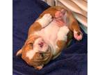 Olde English Bulldogge Puppy for sale in Youngsville, NC, USA