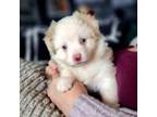 Miniature Australian Shepherd Puppy for sale in Queens, NY, USA