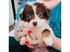 Miniature Australian Shepherd Puppy for sale in Queens, NY, USA