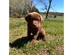 Labrador Retriever Puppy for sale in Bonnieville, KY, USA