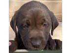 Labrador Retriever Puppy for sale in Bonnieville, KY, USA