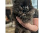 Pomeranian Puppy for sale in Aurora, CO, USA