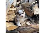Mutt Puppy for sale in Sanbornton, NH, USA