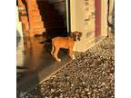 Boxer Puppy for sale in Grundy Center, IA, USA
