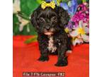 F1b Cavapoo F#2