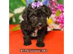 F1b Cavapoo F #3