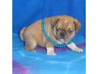 Pug Puppy for sale in Olpe, KS, USA