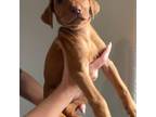 Rhodesian Ridgeback Puppy for sale in Center Point, TX, USA
