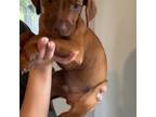 Rhodesian Ridgeback Puppy for sale in Center Point, TX, USA