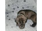 Cane Corso Puppy for sale in Loganville, GA, USA