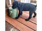 Cane Corso Puppy for sale in Loganville, GA, USA