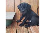 Cane Corso Puppy for sale in Loganville, GA, USA