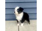 Australian Shepherd Puppy for sale in Loda, IL, USA