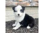 Australian Shepherd Puppy for sale in Loda, IL, USA