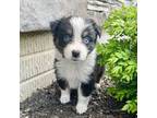 Australian Shepherd Puppy for sale in Loda, IL, USA