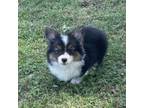 Pembroke Welsh Corgi Puppy for sale in Miami, OK, USA