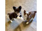 Chihuahua Puppy for sale in Dover, OH, USA