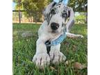 Great Dane Puppy for sale in Summerfield, FL, USA