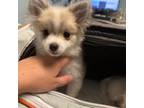 Pomeranian Puppy for sale in Inyokern, CA, USA