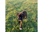 Boxer Puppy for sale in Lawton, OK, USA