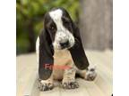 Basset Hound Puppy for sale in Iron Station, NC, USA
