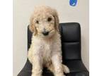 Goldendoodle Puppy for sale in Clearwater, FL, USA