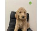 Goldendoodle Puppy for sale in Clearwater, FL, USA