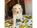 Goldendoodle Puppy for sale in Lehigh Acres, FL, USA