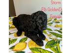 Goldendoodle Puppy for sale in Lehigh Acres, FL, USA