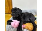 Cane Corso Puppy for sale in Newark, NJ, USA