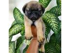 Pug Puppy for sale in Fishers, IN, USA