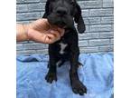 Great Dane Puppy for sale in Marshville, NC, USA