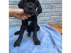 Great Dane Puppy for sale in Marshville, NC, USA
