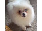 Pomeranian Puppy for sale in Sacramento, CA, USA